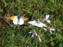 Anthocharis cardamines