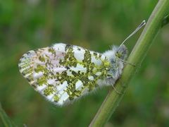 Anthocharis cardamines