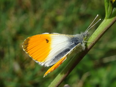Anthocharis cardamines