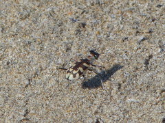 Cephalota circumdata leonschaeferi