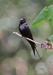 Black Saw-Wing photo 2