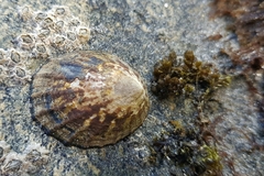 Cellana strigilis