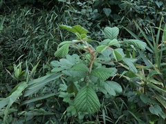 Rubus ellipticus