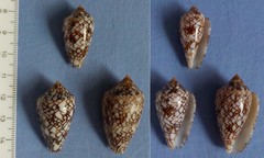 Conus archiepiscopus