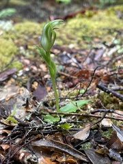 Pterostylis scabrida