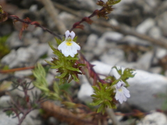 Euphrasia tricuspidata