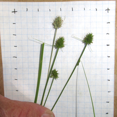 Carex tetrastachya