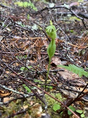 Pterostylis scabrida