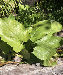 Cardiocrinum giganteum