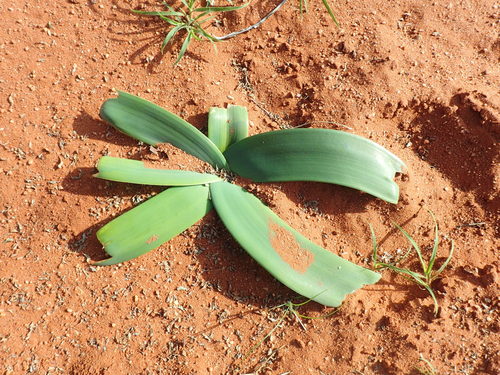 Ammocharis coranica