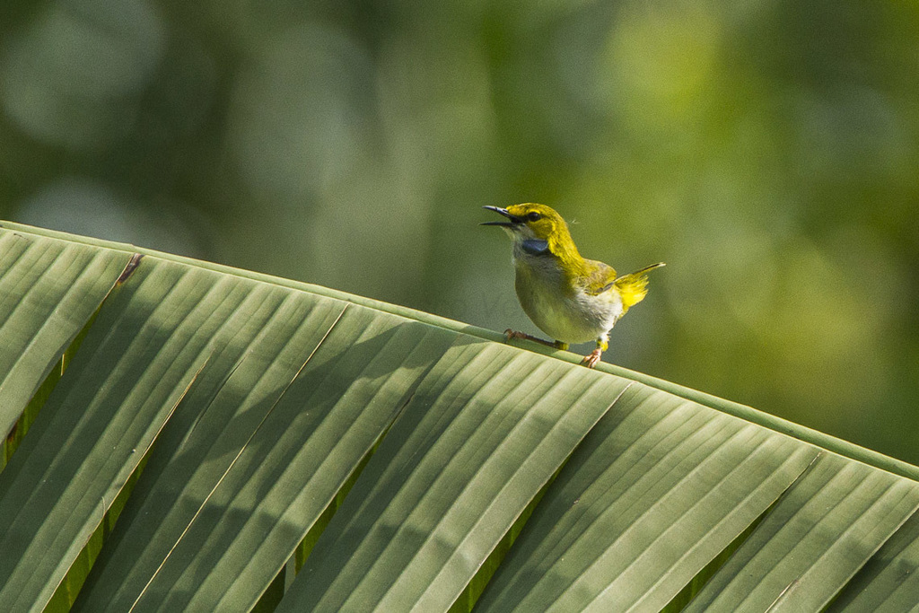 Yellow-browed Camaroptera (Camaroptera superciliaris) photo