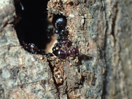 Crematogaster kneriCrematogaster kneri