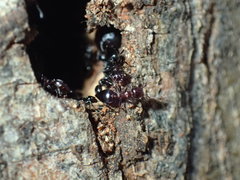 Crematogaster kneri