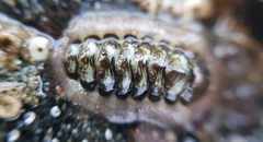 Onithochiton neglectus