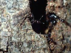 Crematogaster kneri