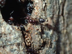 Crematogaster kneri