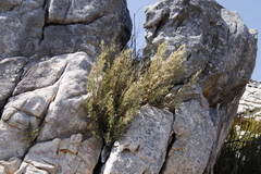 Grubbia tomentosa