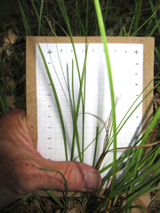Carex tetrastachya