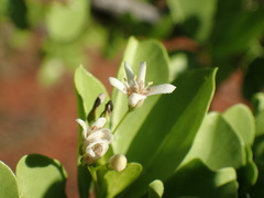 Ehretia alba