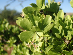 Ehretia alba