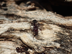 Crematogaster kneri