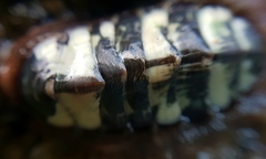 Onithochiton neglectus