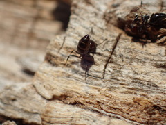 Crematogaster kneri