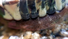 Onithochiton neglectus