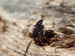 Crematogaster kneri