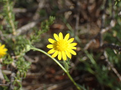 Dimorphotheca polyptera