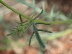 Dimorphotheca polyptera