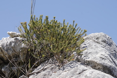 Erica thomae thomae