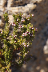 Erica hispidula