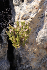 Erica hispidula