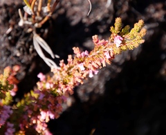 Erica intervallaris
