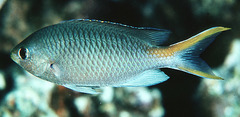 Miry's Damselfish photo 3