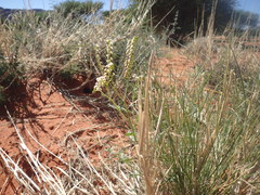 Heliotropium ciliatum