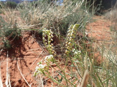 Heliotropium ciliatum