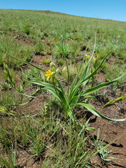 Hypoxis obtusa