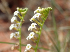 Heliotropium ciliatum