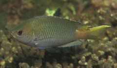 Miry's Damselfish photo 4