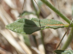 Heliotropium ciliatum