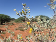Vachellia haematoxylon