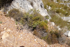 Erica thomae thomae