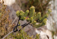Erica thomae thomae