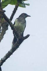 Swamp Palm Bulbul photo 4