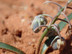 Ledebouria apertiflora