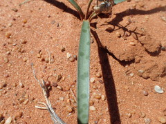 Ledebouria apertiflora