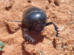 Scarabaeus proboscideus