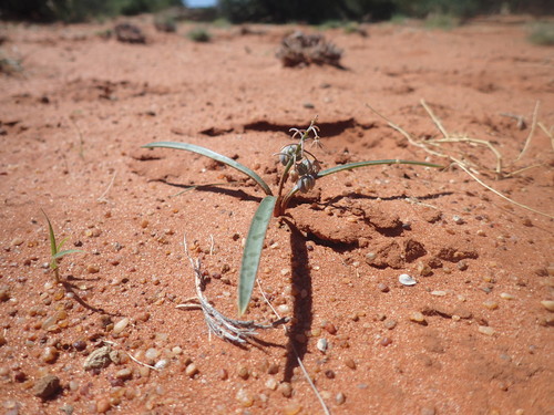 Ledebouria apertiflora